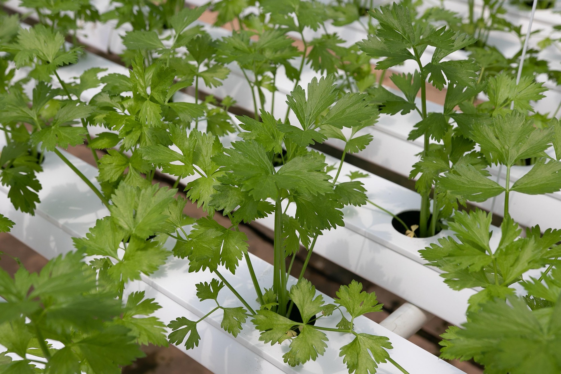 coriander-4255400_1920