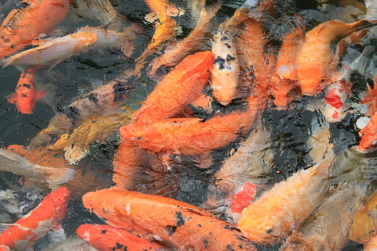 fish-3231672_1280
